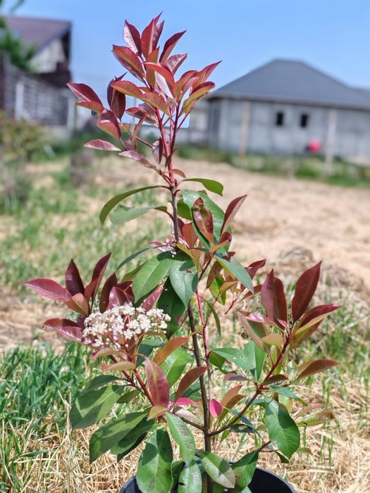 Photinia Red robin