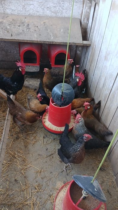 Gaini, puicute italiene