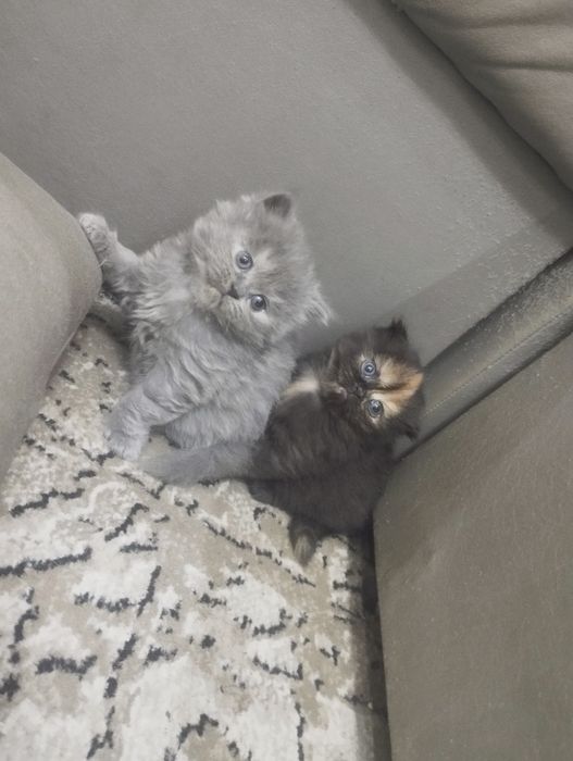 продаются  чистокровные шатладские котята