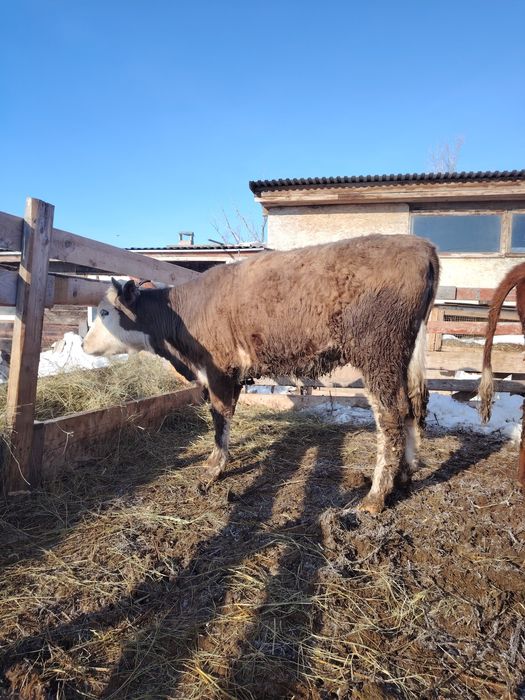 Продам двух тёлок.