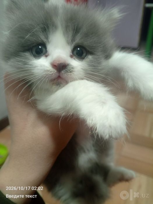 Продается котята