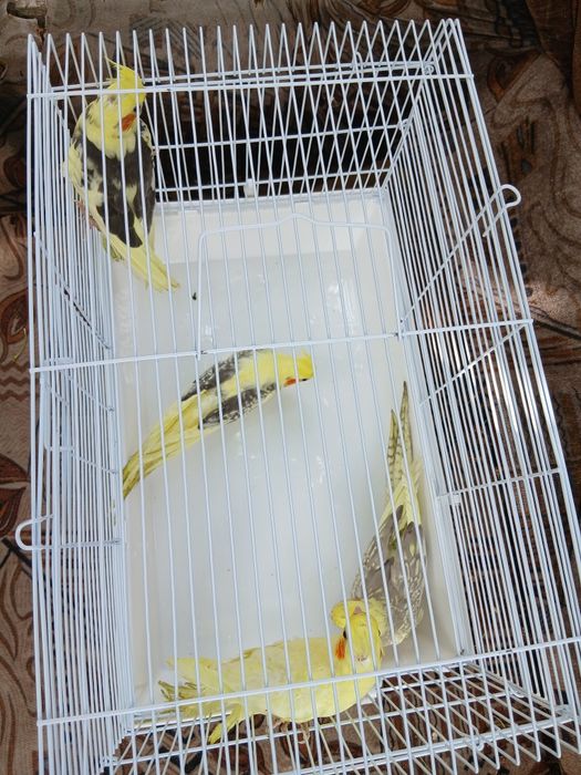 Корелла попугай домашние