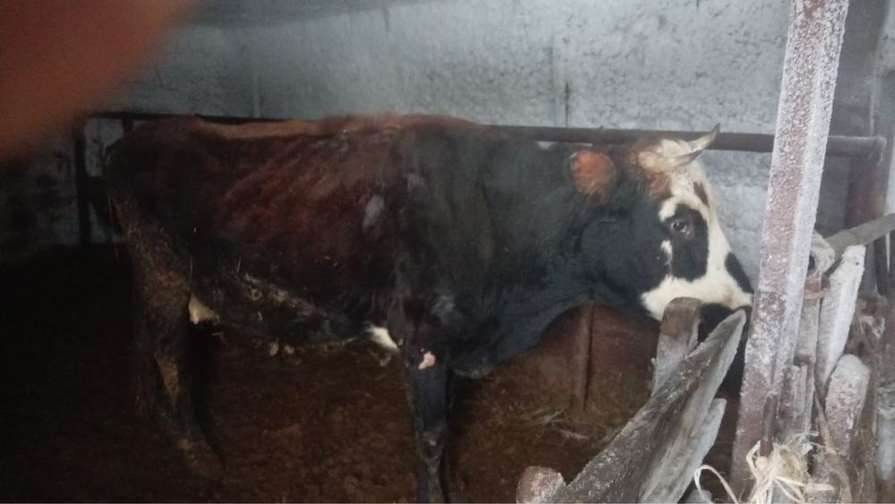 Продам корову с теленком