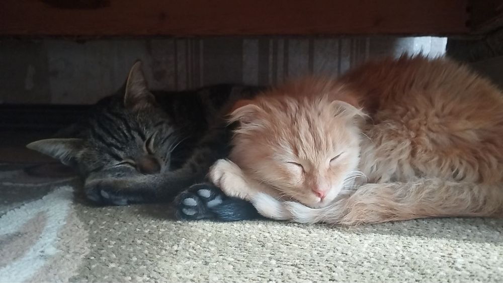 Skotch Fold sotiladi