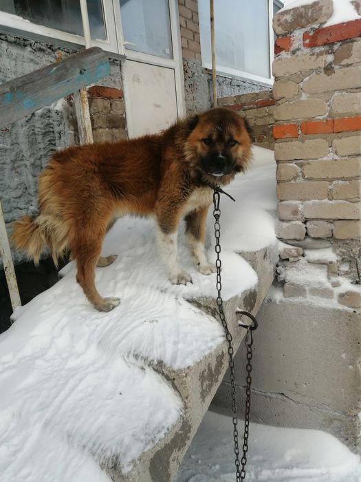 Вязка Кавказская овчарка