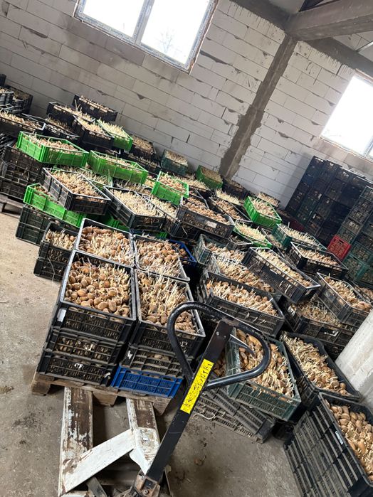 Cartofi de sămânță/ Arizona