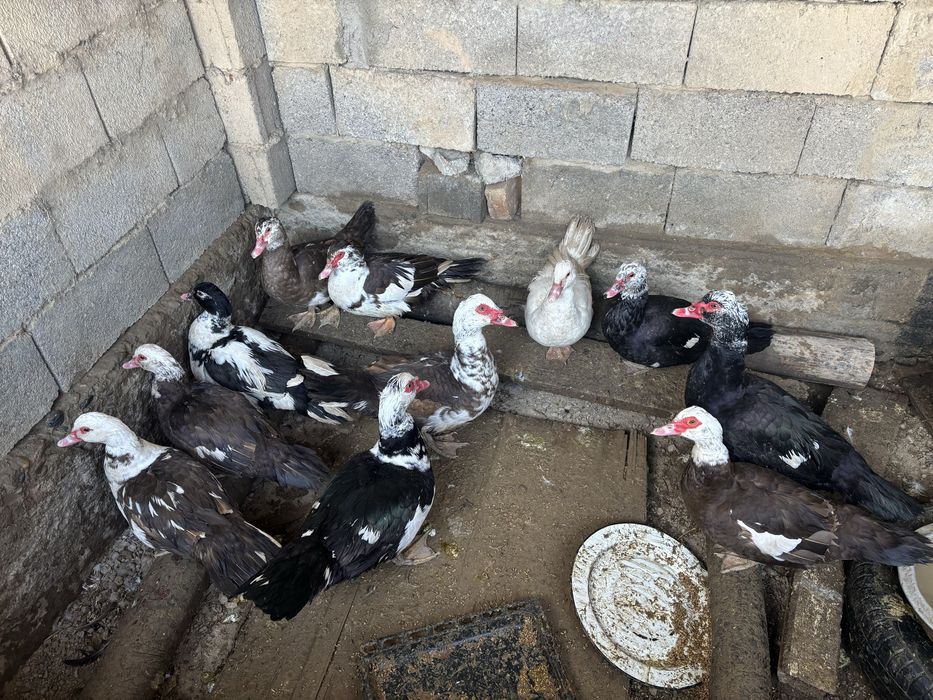 Утка королевскийй