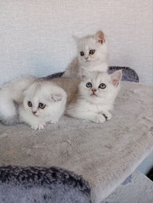 Продаю котят шиншиллы