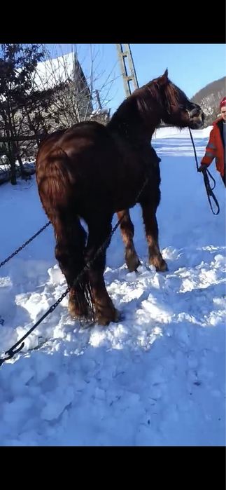 Vand cal castrat de 6 ani