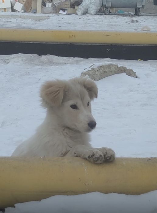 Отдам в шорошие руки щенка