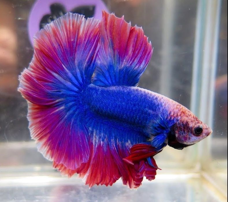 Петушок супер дельта, сомик