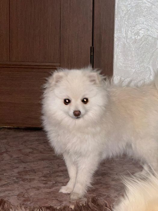 Девочка померанского шпица 8 месяцев!