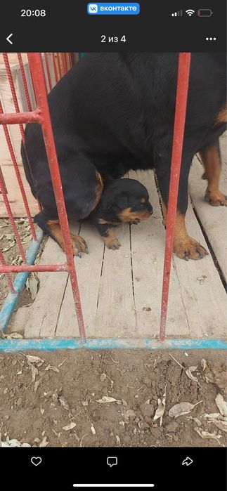 Ротвейлер ургашы