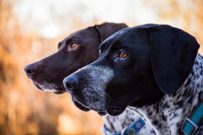 Бронь щенков породы курцхаар