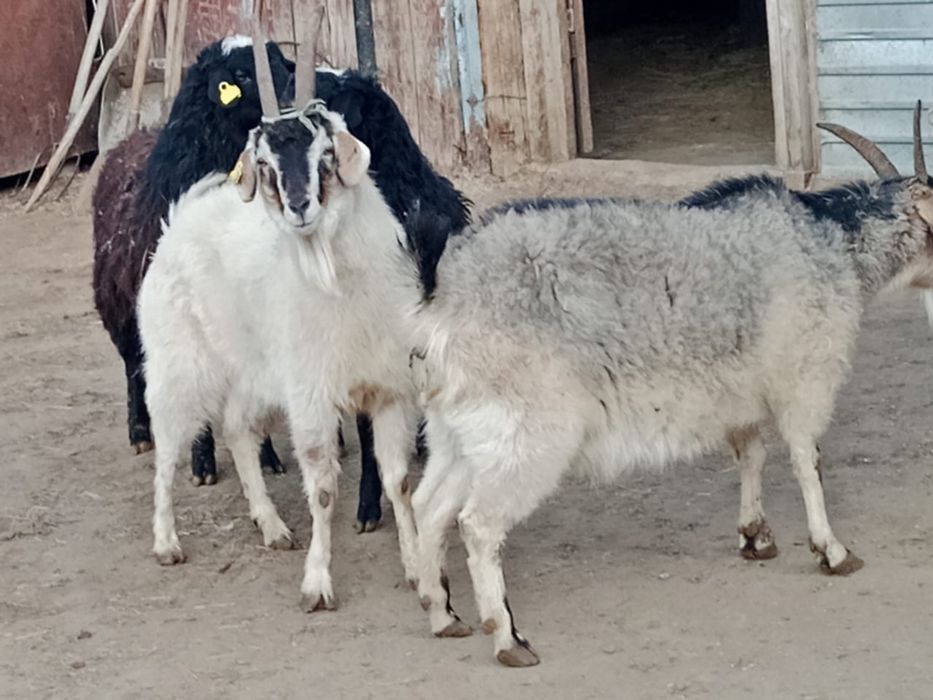 Продам овец и козлов