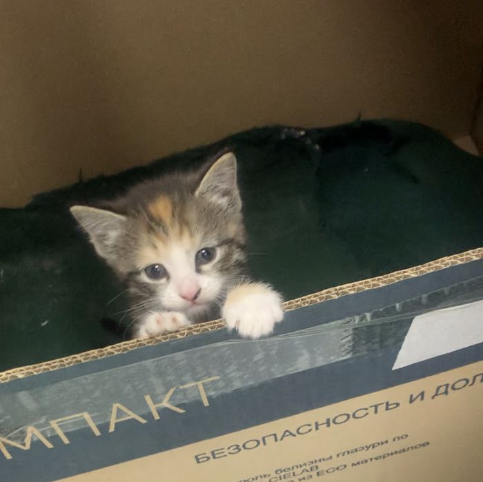 Трехцветный котенок