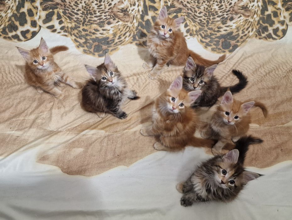 Котята Мейн-кун, бронь