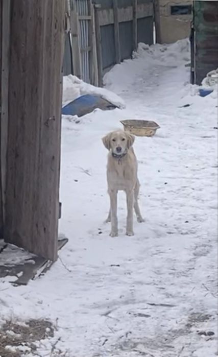 Тазы кушык сатылады