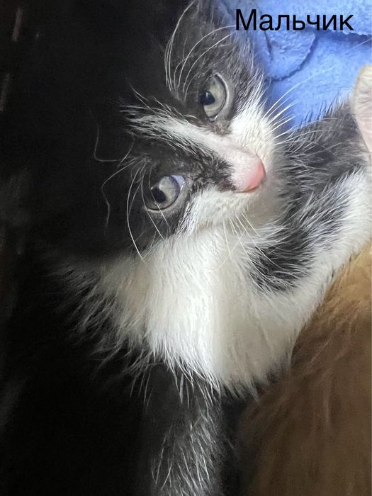 Отдадим котят в добрые руки