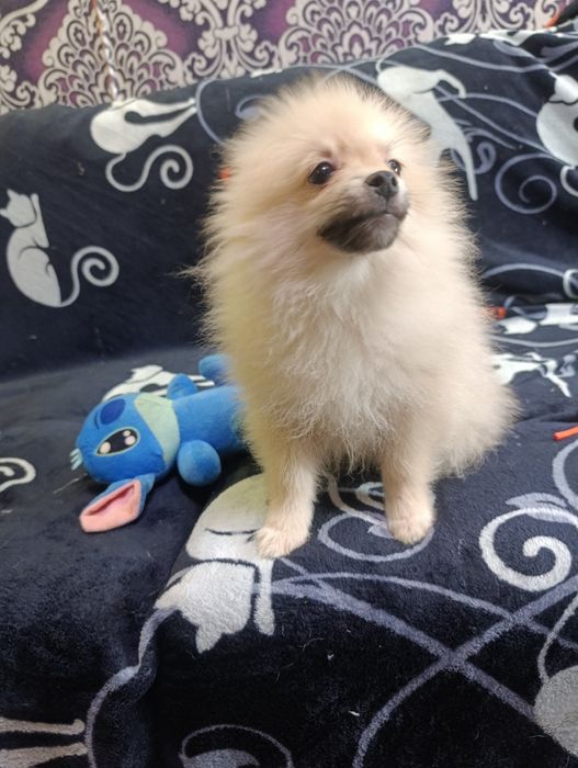 Щенки шпица померанского