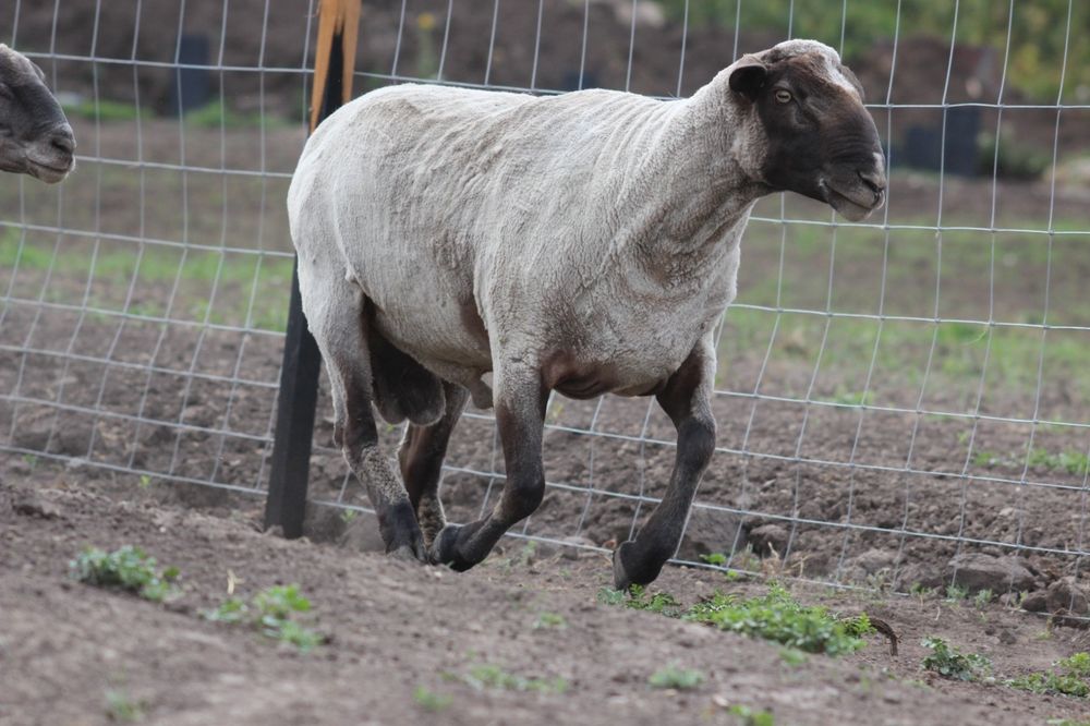 Продам овец Саффолк (Суффолк)  Баран продан