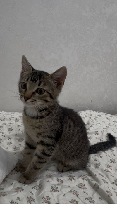 Мышелов котенок отдаем в добрые руки