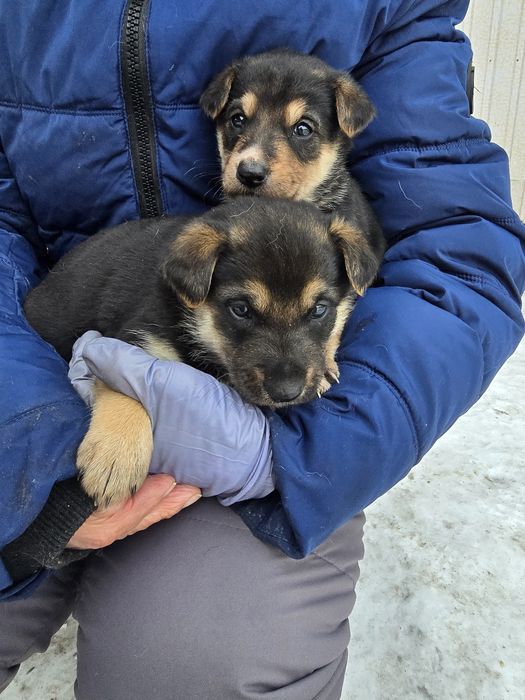 Ищут дом малыши, мальчики и девочки