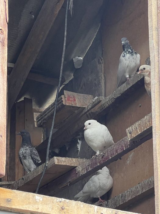 голуби хороший красивые