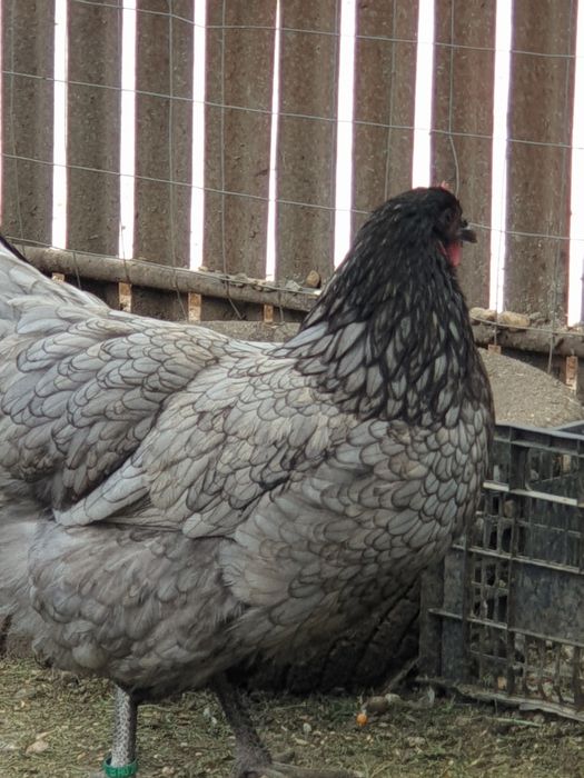 Ouă de găini australorp pentru incubat. Prepelițe și Turturele.