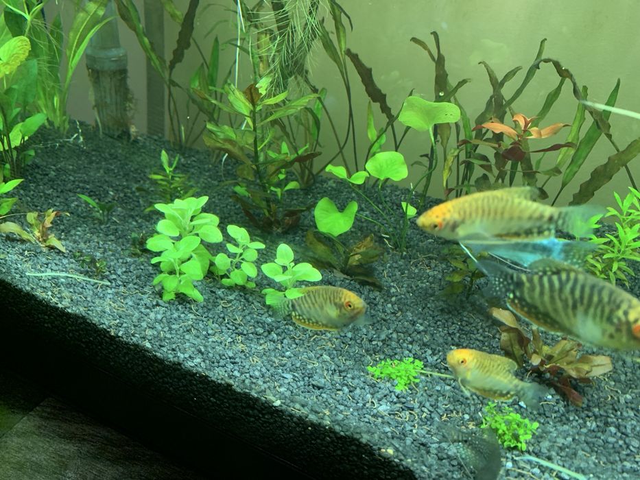 Plante /pachet generos