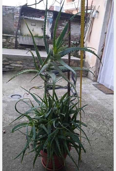 Лечебно Алое вера (Aloe arborescens)