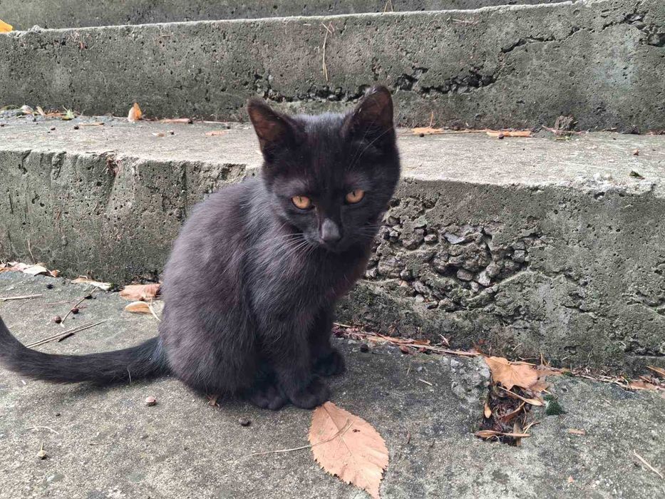 Коте бебе търси дом