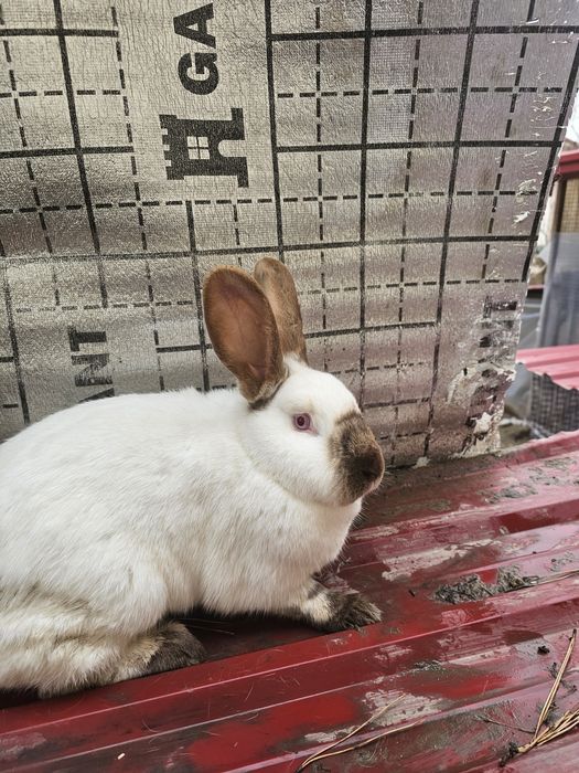 Кролики калифорнийские