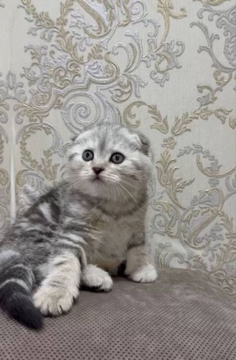 продаётся котенок скотиш фолд