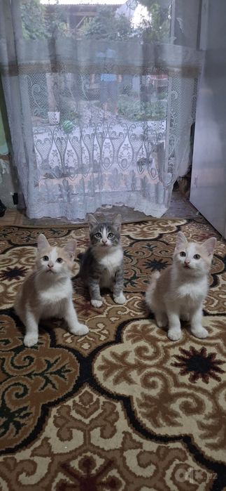 Котята в хорошие руки