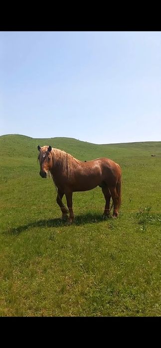 Mânz de vânzare  ...