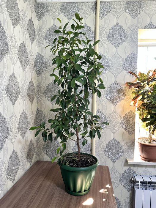 Комнатные цветы