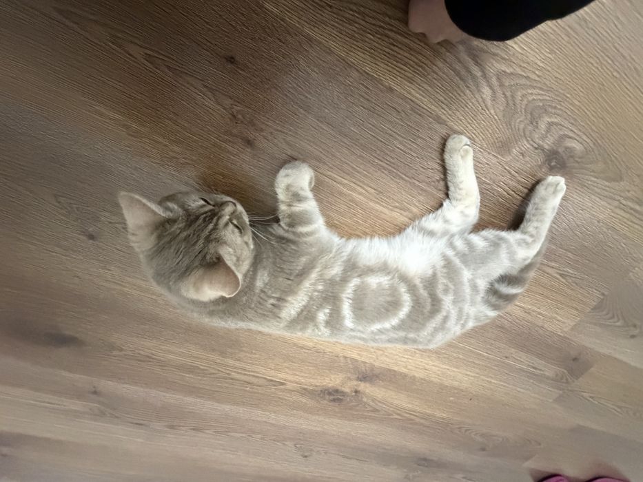 Кошка британская