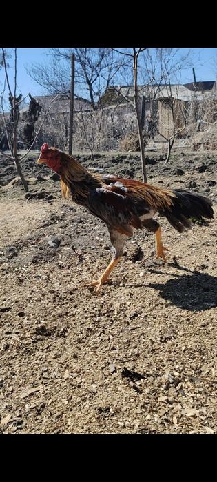 Дакан Июньский петух