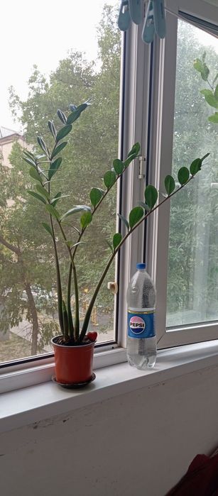 Комнатные цветы  продам