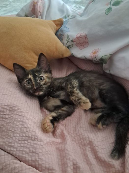 Отдам котёнка в добрые руки