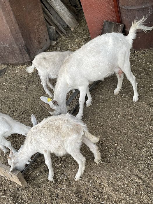 Продаются козы зааненской породы