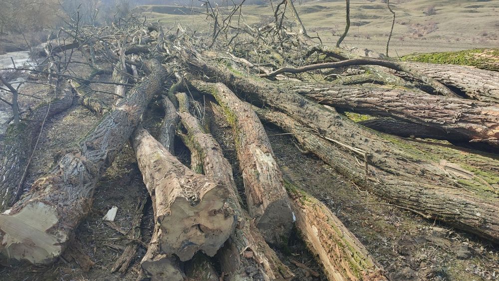 Vând lemne de salcâm