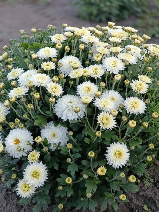 Хризантема мультифлора маточники!