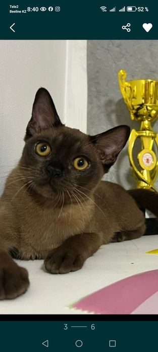 Мальчик породы Европейская Бурма