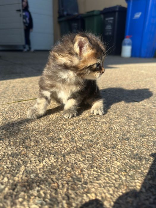 Pui Maine coon cu pedigree disponibili înainte de Craciun