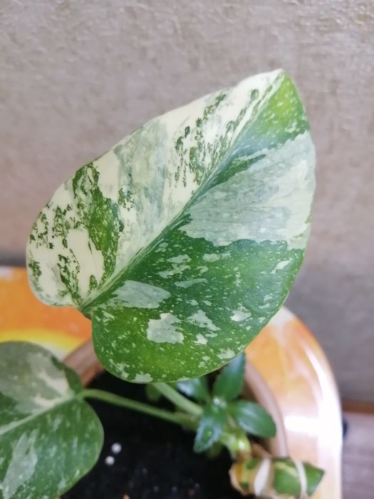 Продаю детку монстеры Тайское созвездие