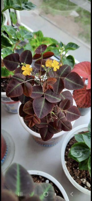 Оксалис или кислица