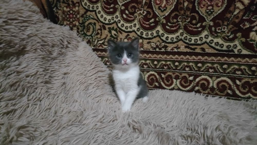 Продаются милые, ласковые котятки.