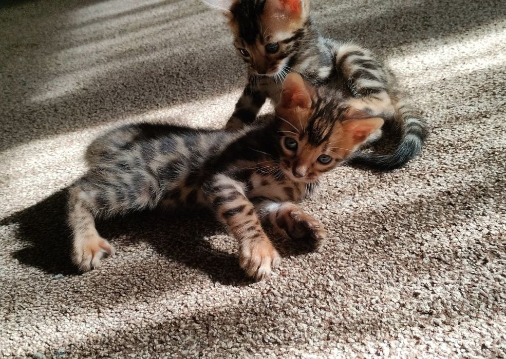 30 yoshdan oshgan toifadagi rus er va xotin ishtirokidagi uy qurilishi pornosi